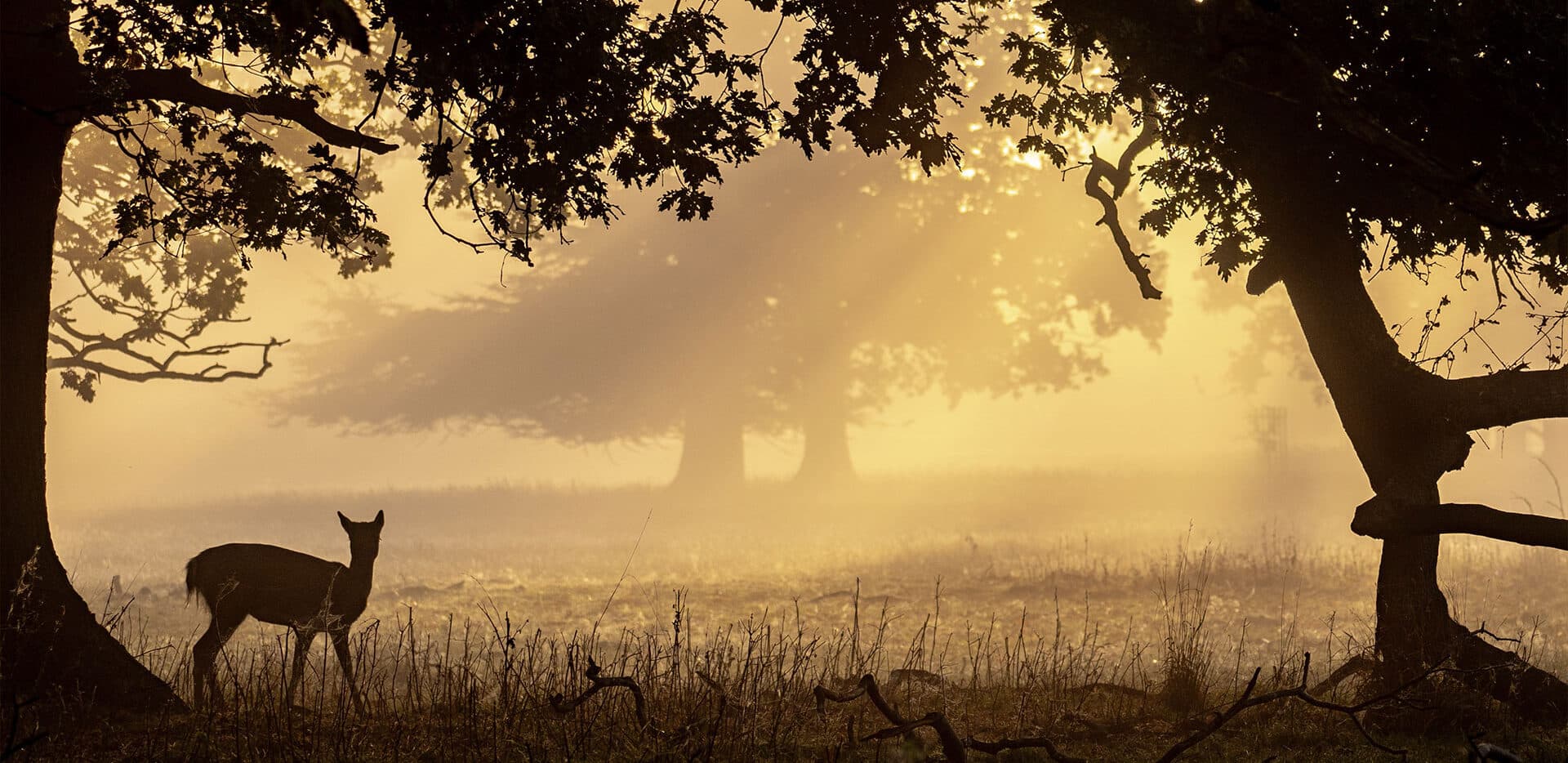 <p>Request a <i>valuation</i></p>